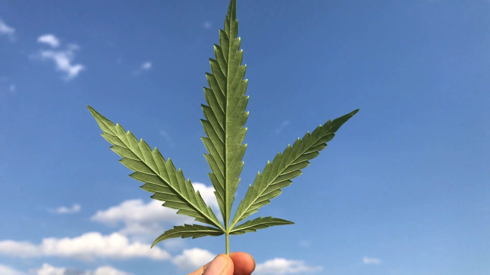 MustGrow Biologics cannabis crop protection