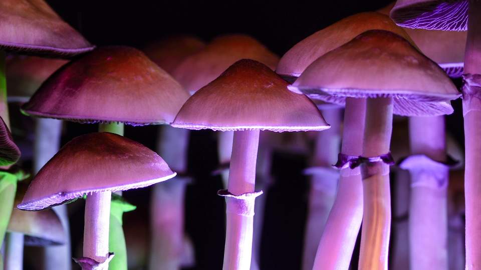 NeonMind psychedelics