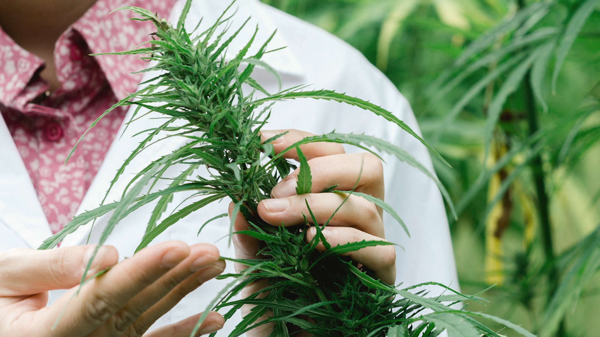 Nextleaf Solutions cannabis