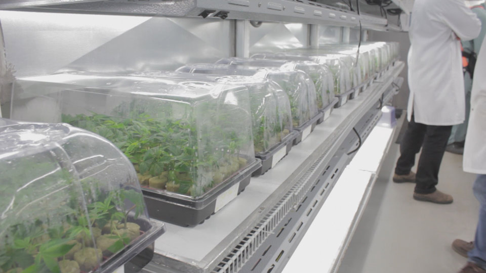 OrganiGram Holdings Better Quality of Life With Cannabis