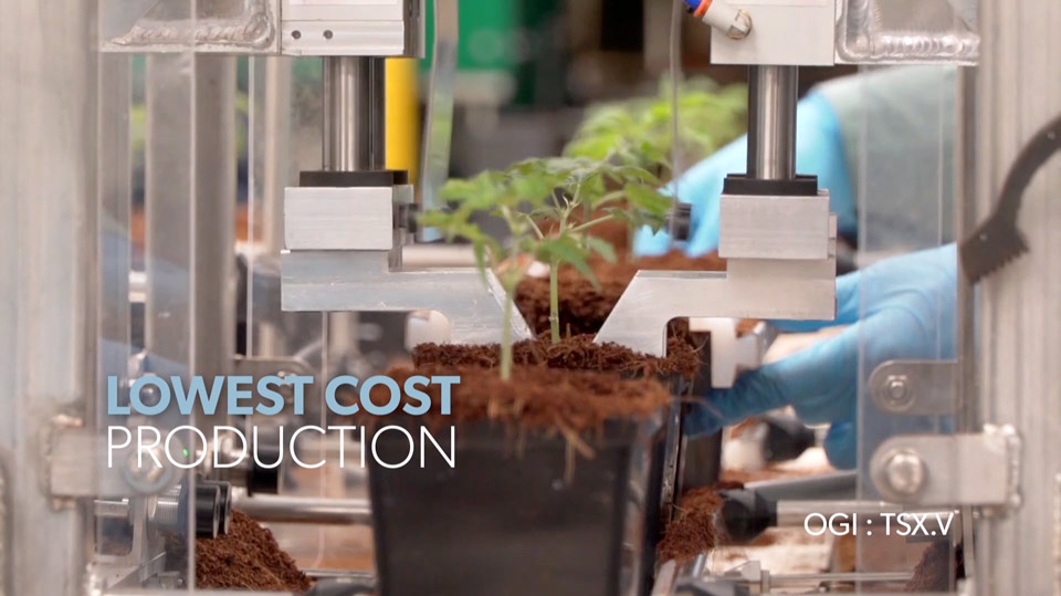 Low Cost Cannabis Production in Canada Cannabis 2.0 Production in Canada