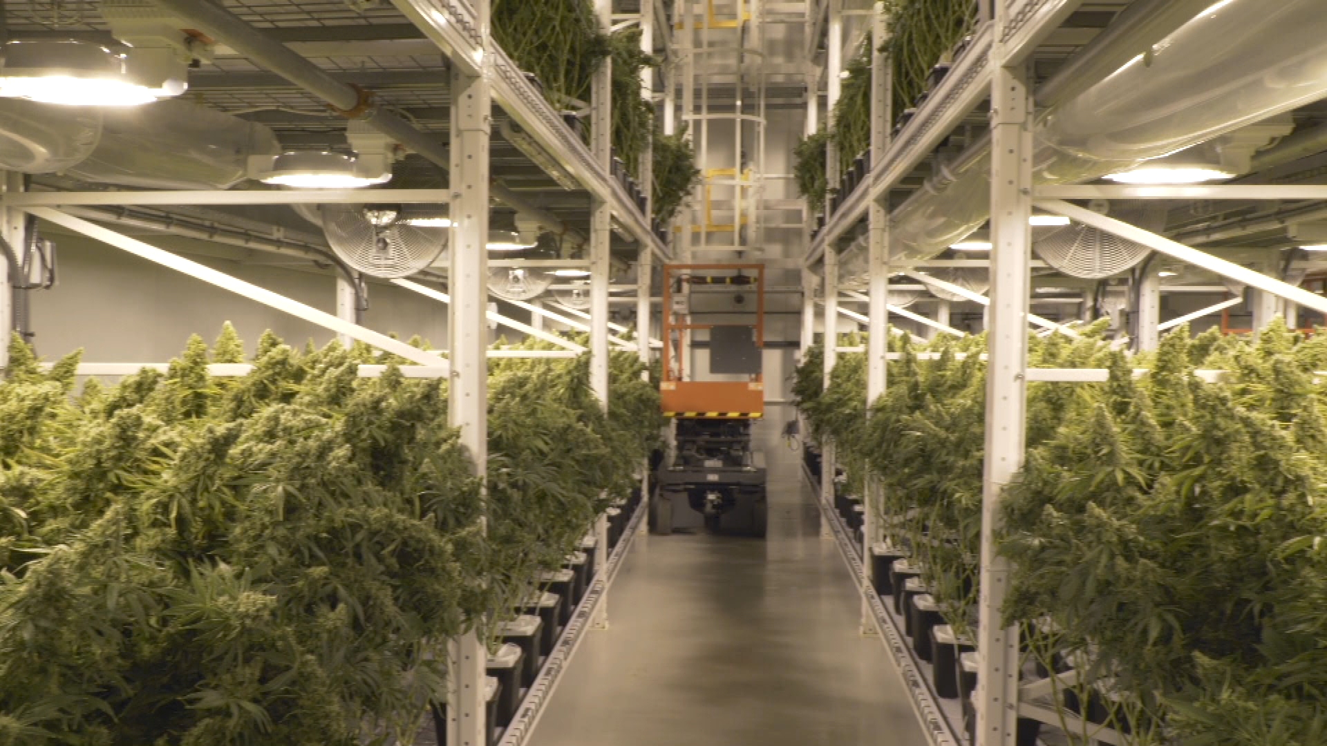 Organigram Holdings licensed cannabis