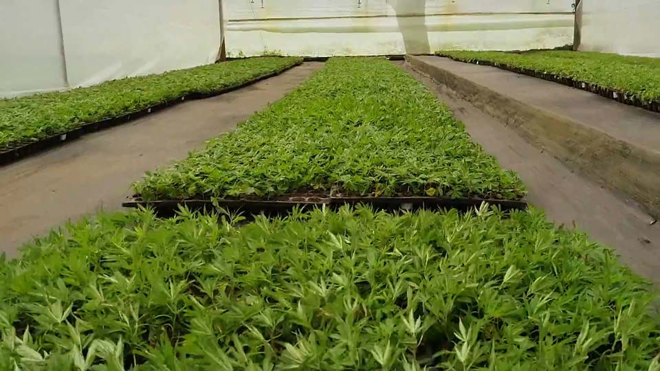 PharmaCielo cannabis producer