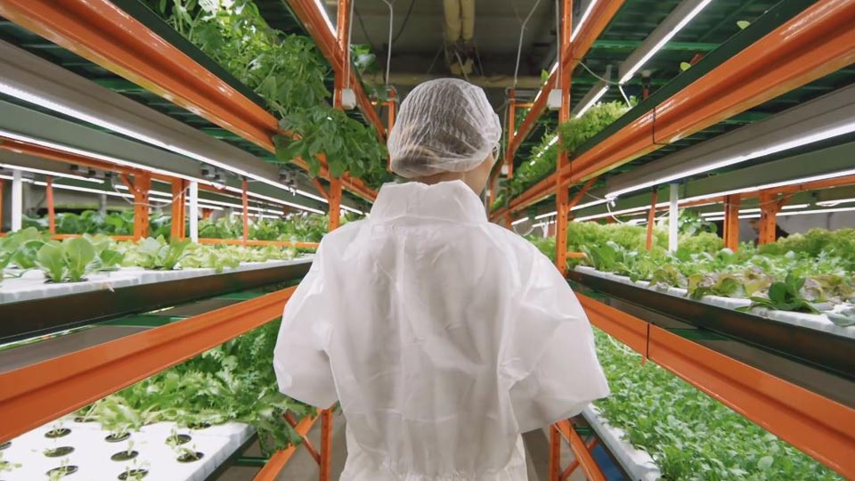 Pontus Water Lentils