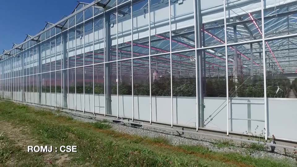 Rubicon Organics certified organic cannabis