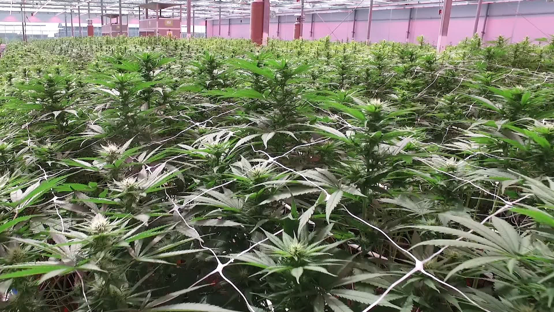 Rubicon Organics Certified, Organic, Super Premium Cannabis