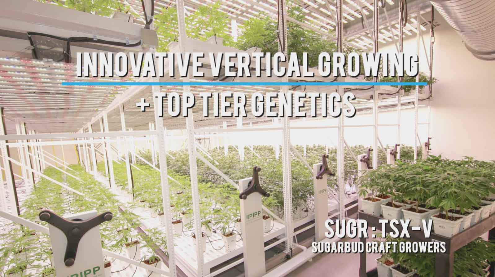 Innovative Vertically Grown Cannabis