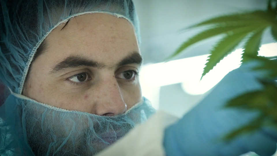 The Green Organic Dutchman cannabis