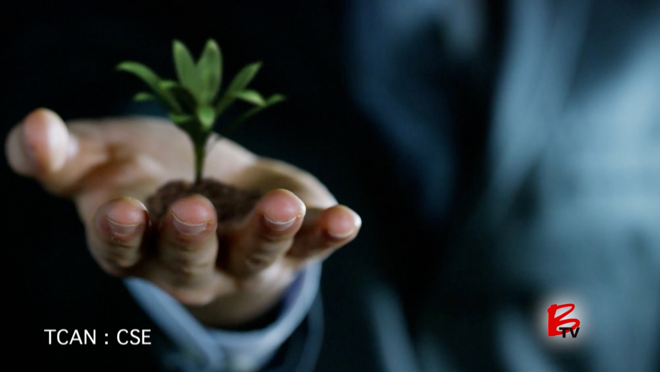 15 Premium Cannabis Brands