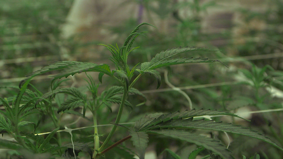 Analyst On Medical Marijuana Program