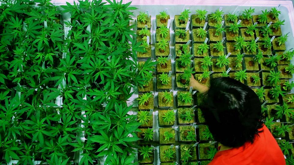 Vireo Health International cannabis