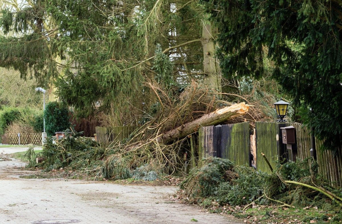 Fallen tree on a wooden fence in Seattle after a storm