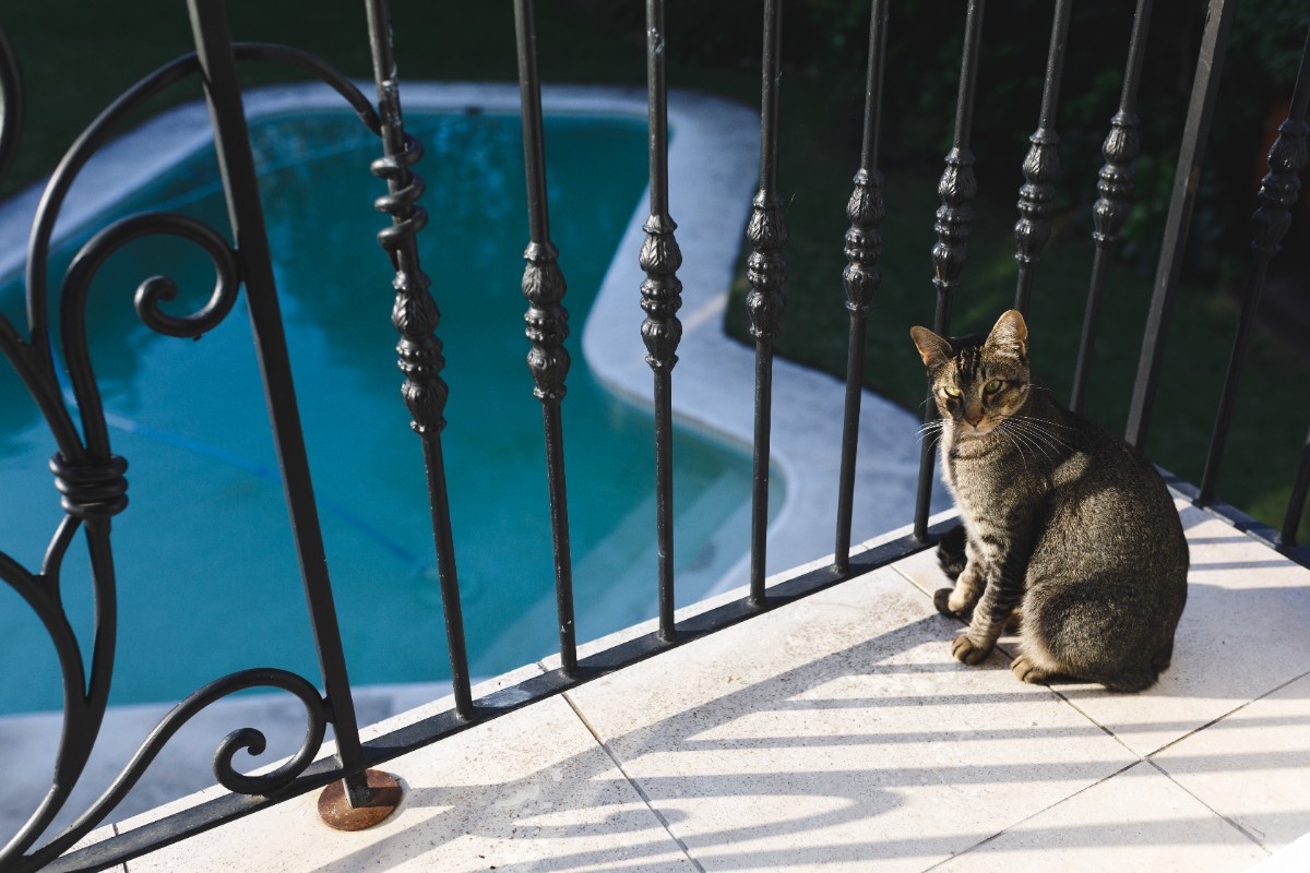 Ornamental wrought iron fence enclosing a backyard pool