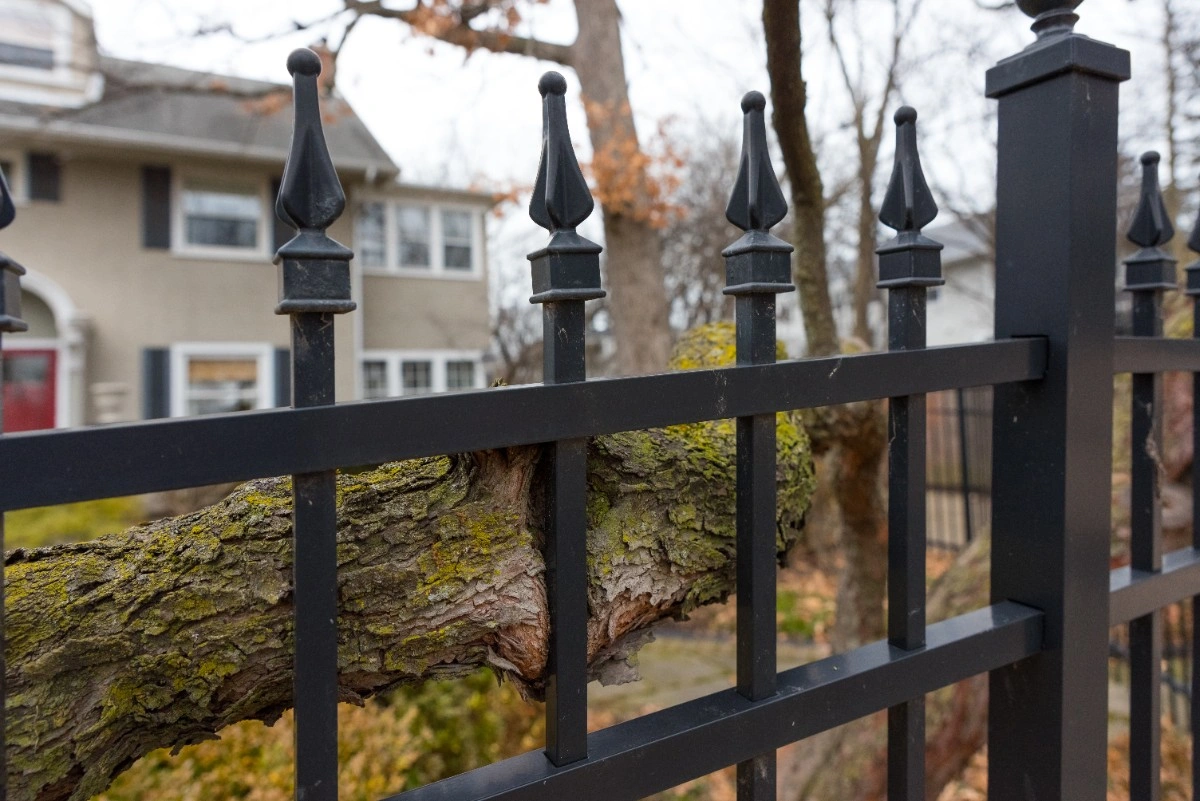 Tree branch behind a black spear top aluminum fence of a Greater Seattle frontyard