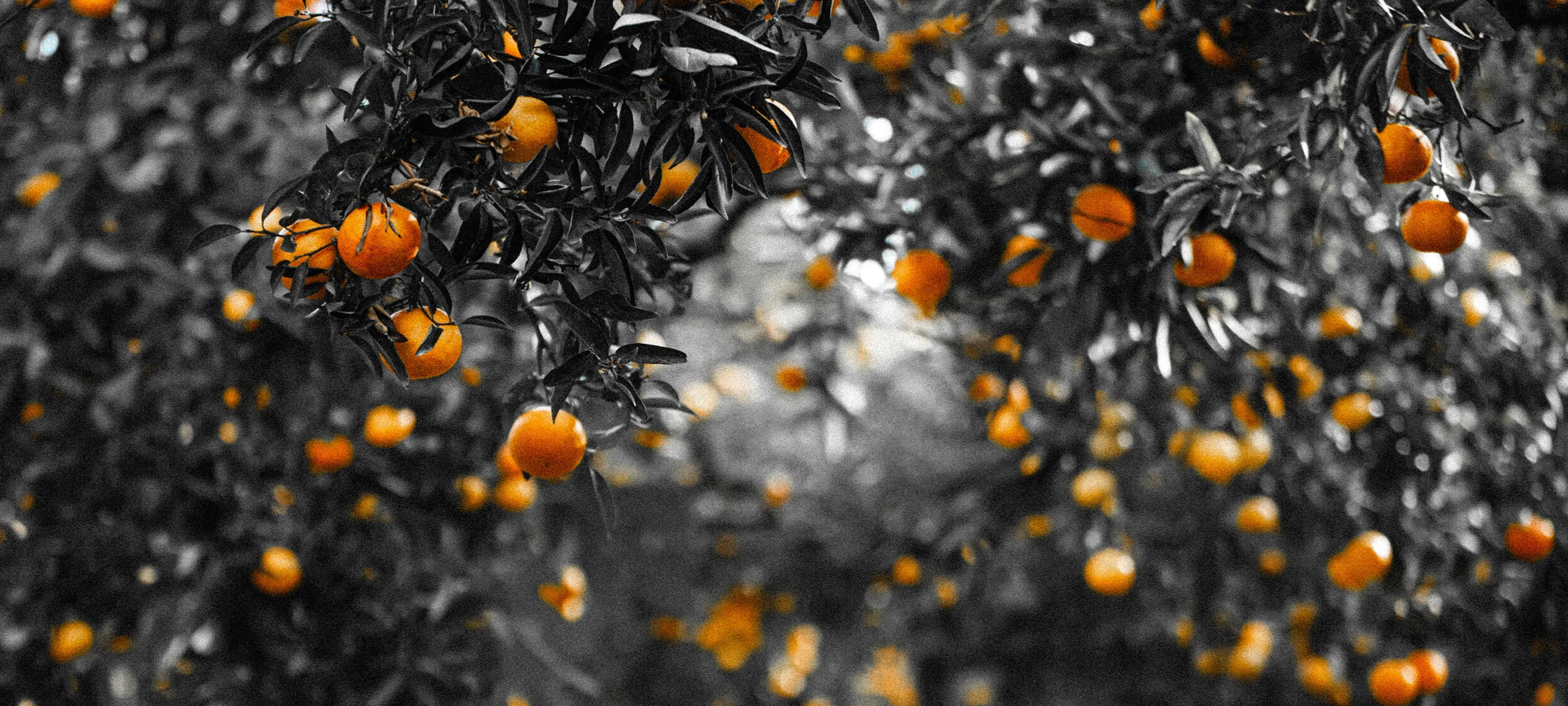 Zwart-witfoto van een sinaasappelboomgaard met feloranje sinaasappels die contrasteren met de donkere bladeren.