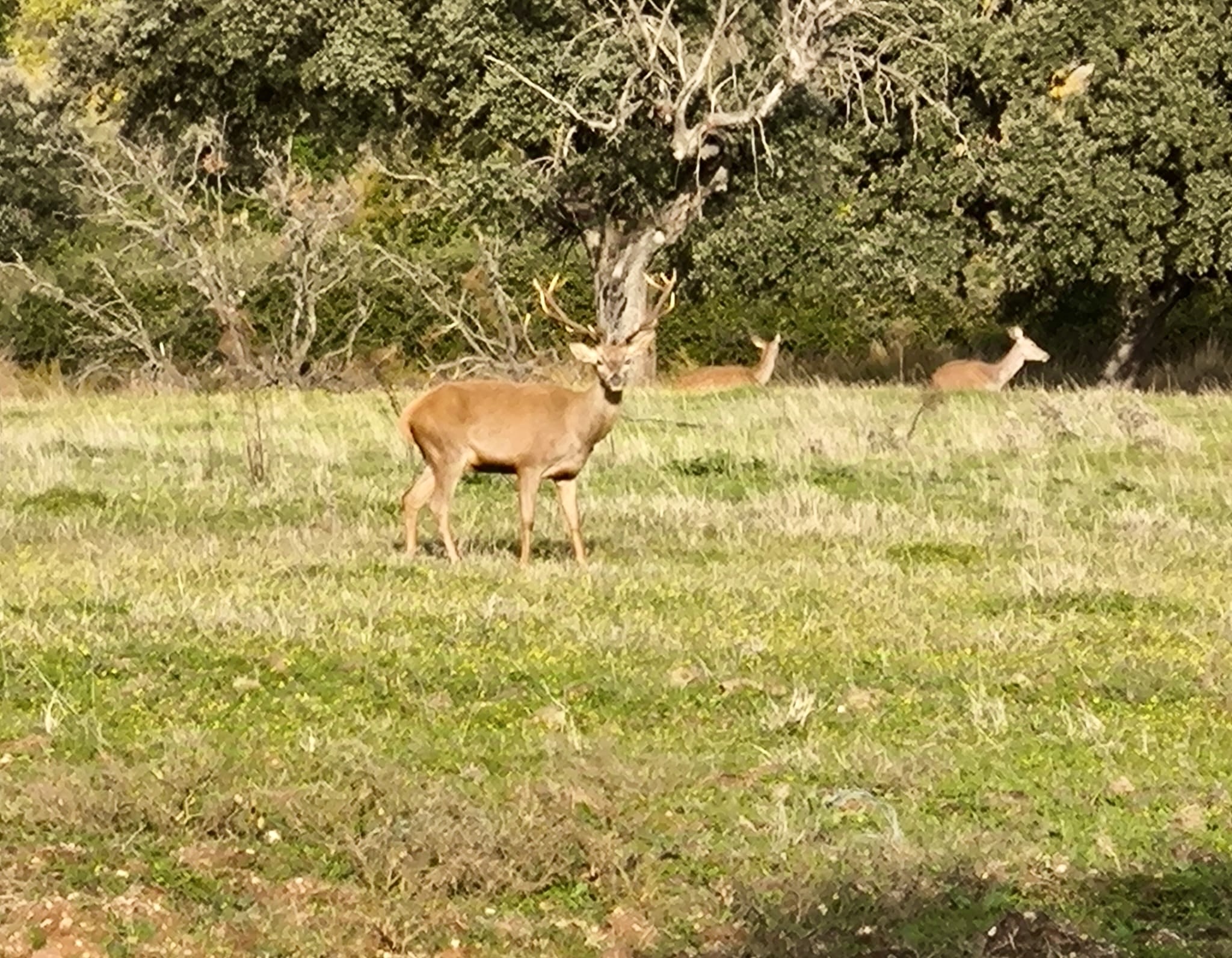 Chasse en Espagne - Montéria