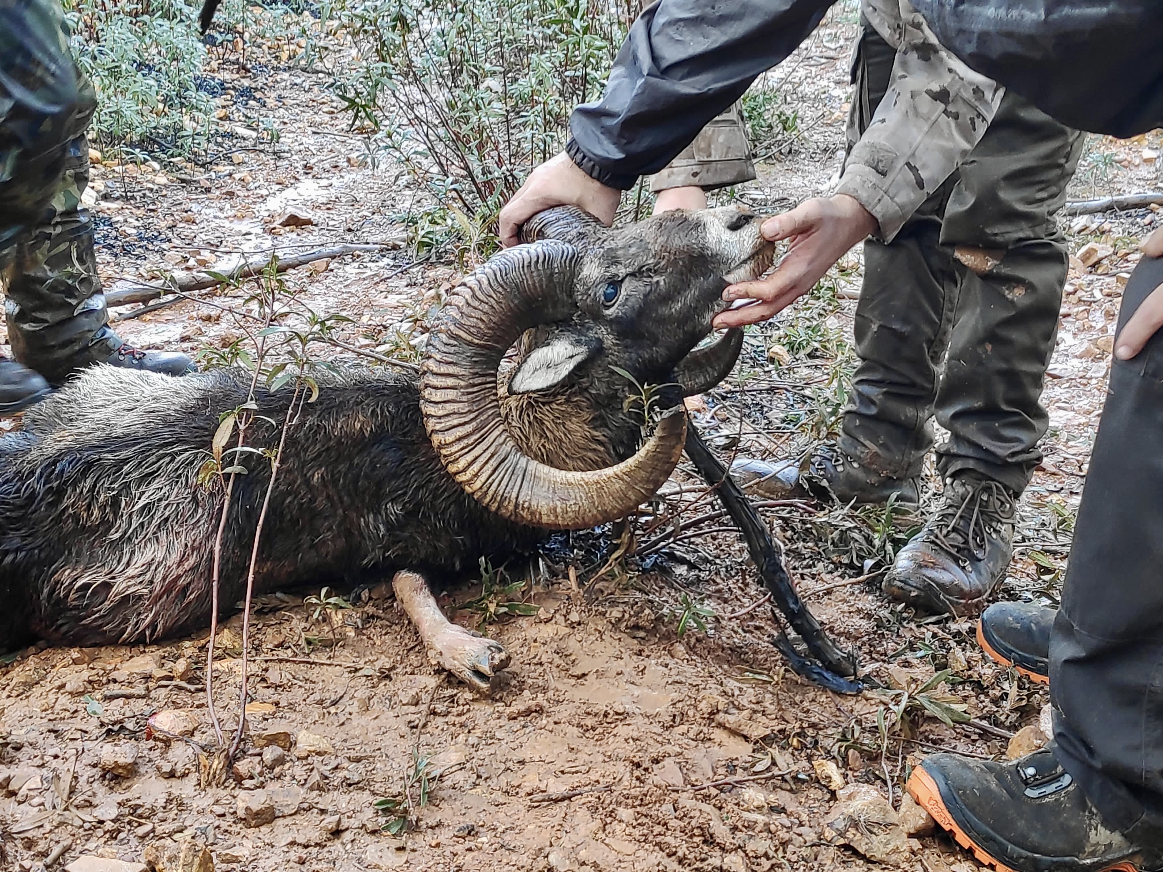 Chasse en Espagne - Ibérique
