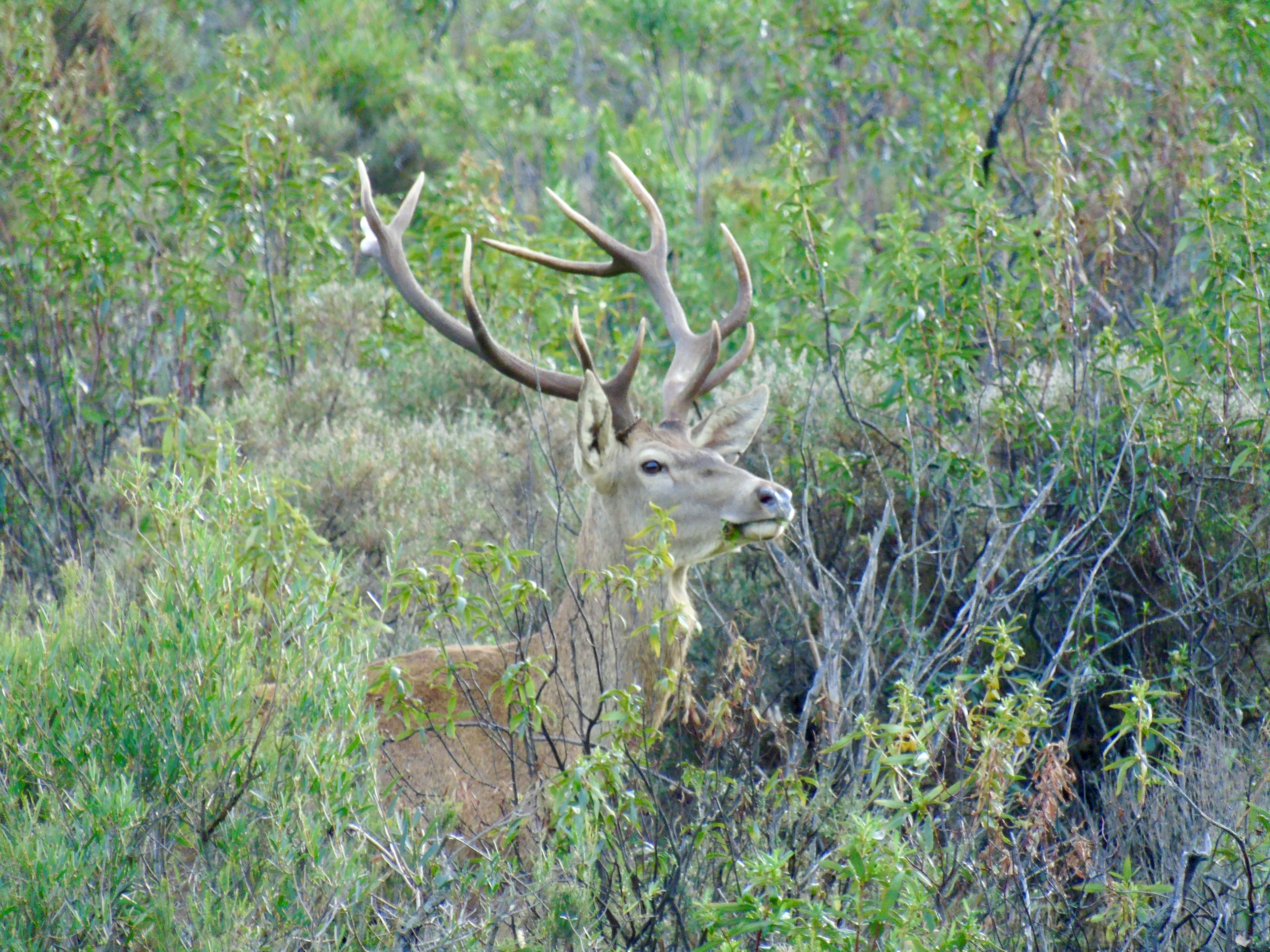 Chasse en Espagne - Ibérique