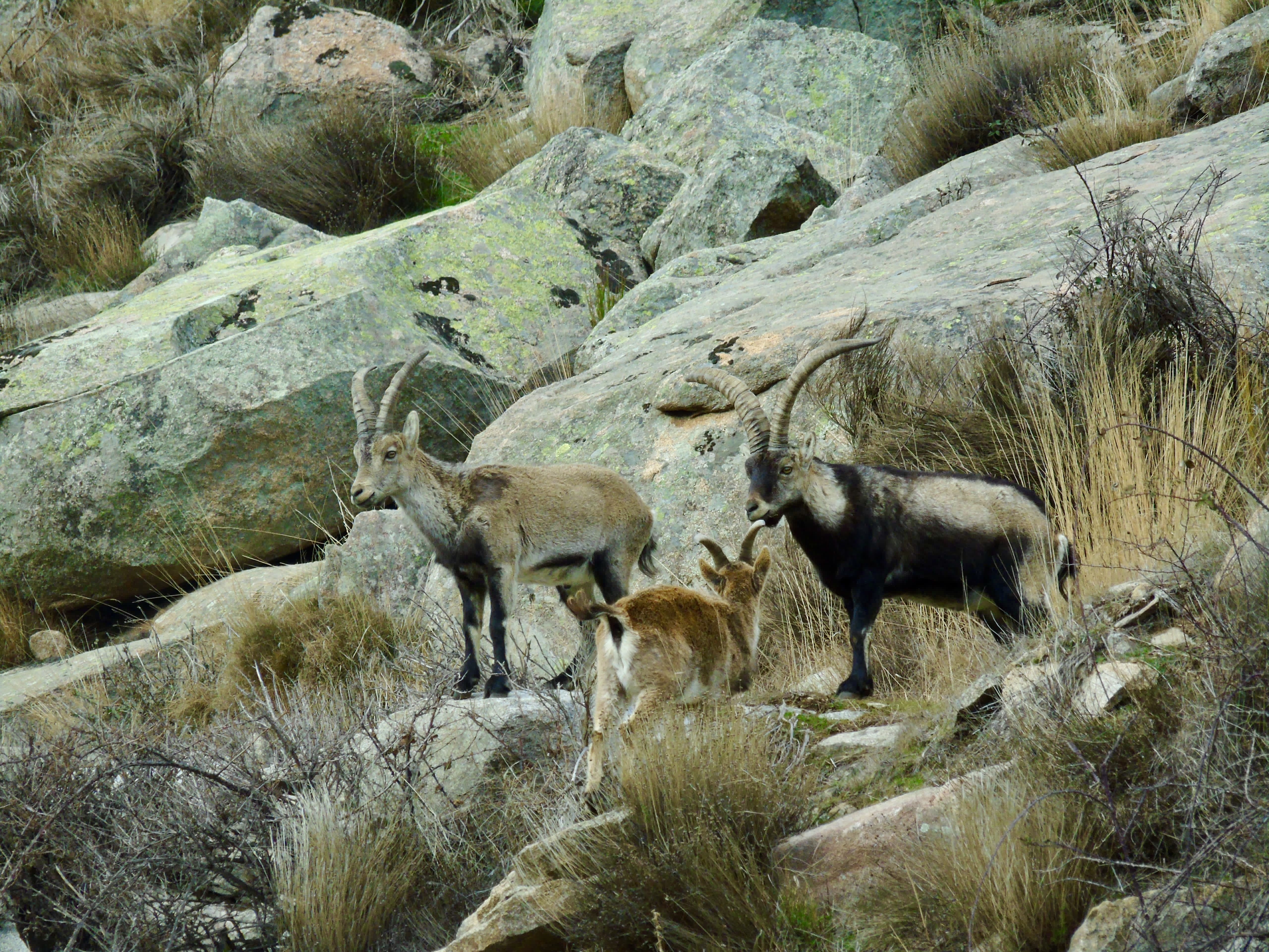 Chasse en Espagne - Ibérique 3