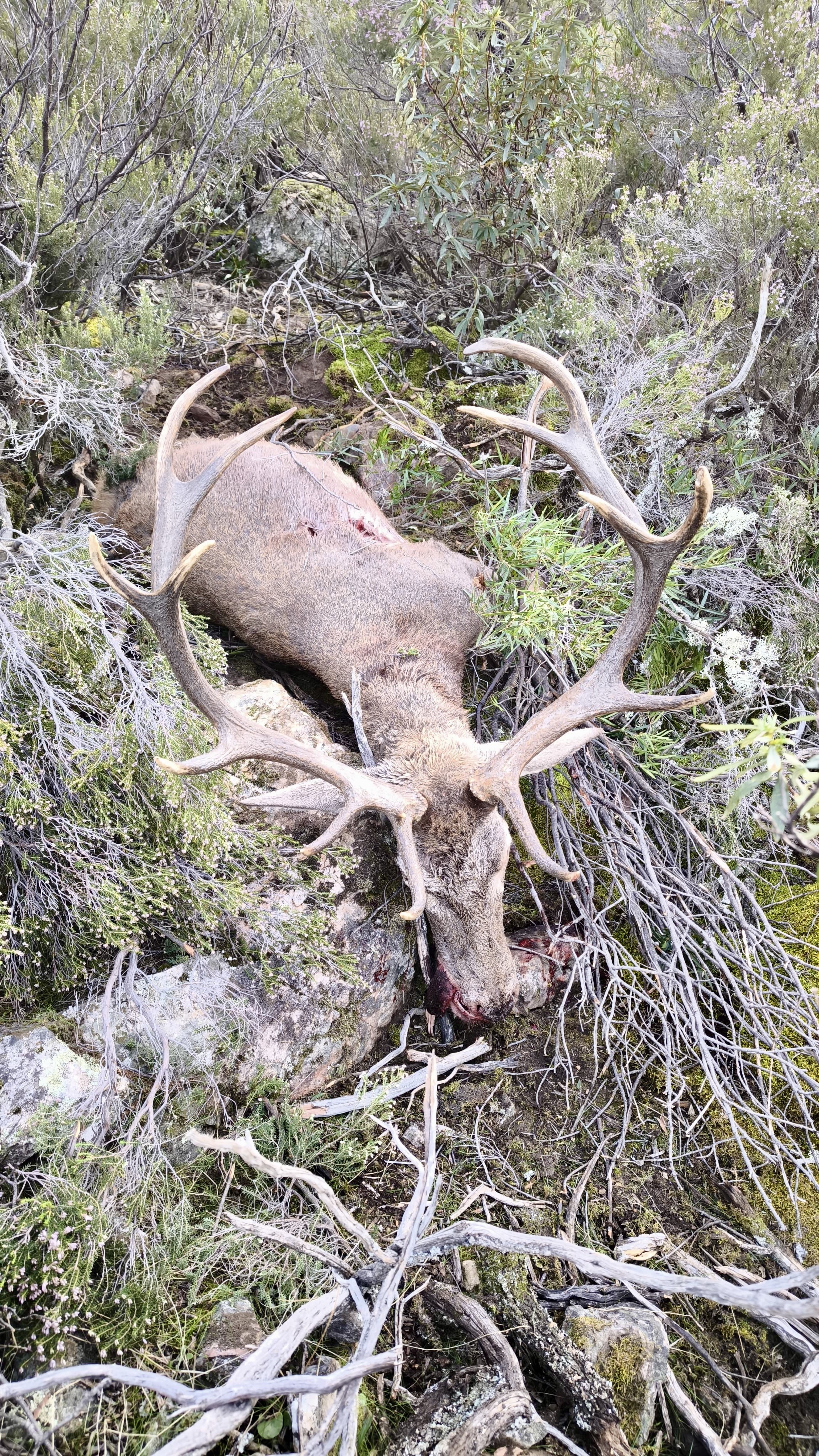 Chasse en Espagne - Monteria 4
