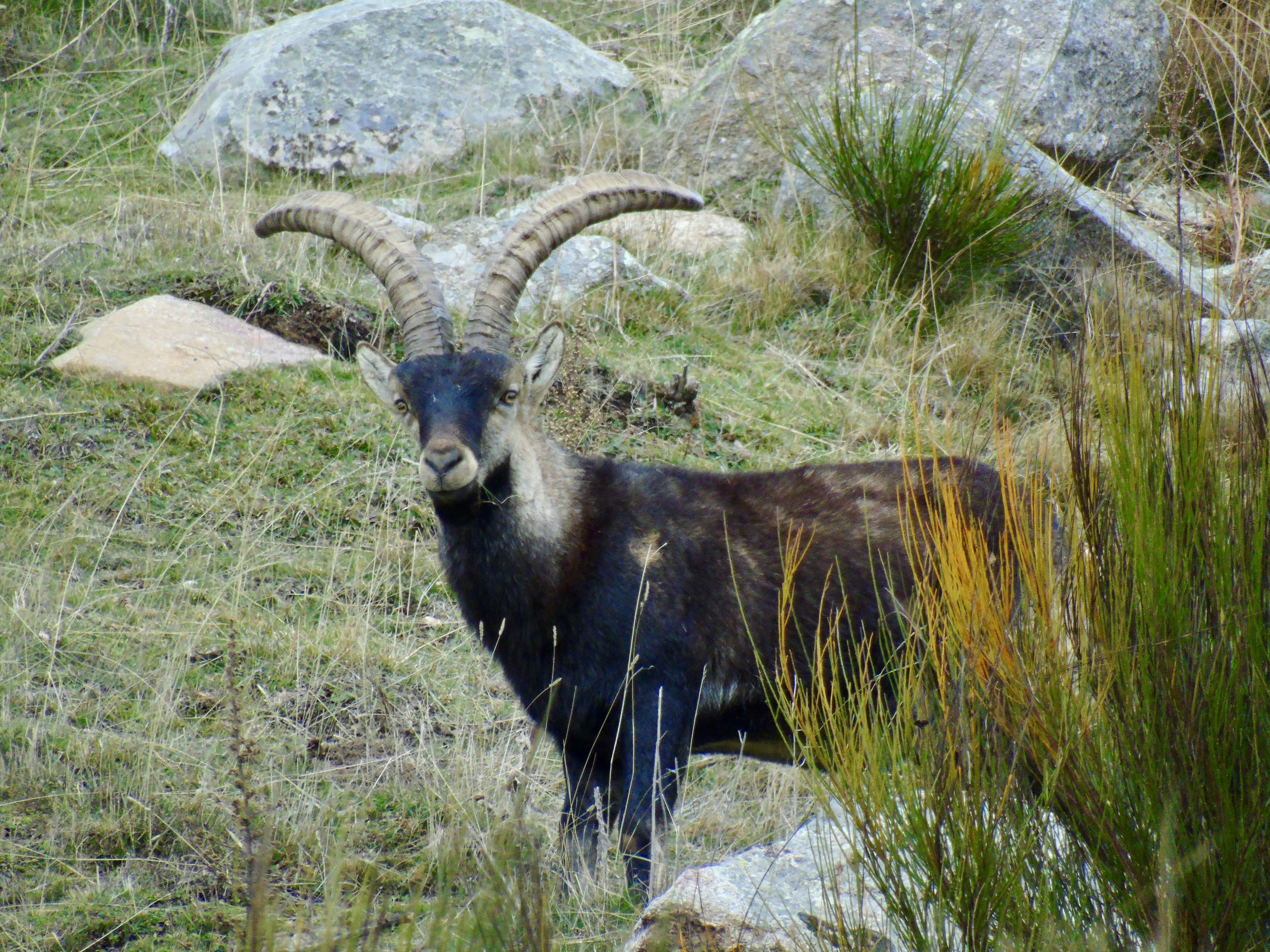 Chasse en Espagne - Animal