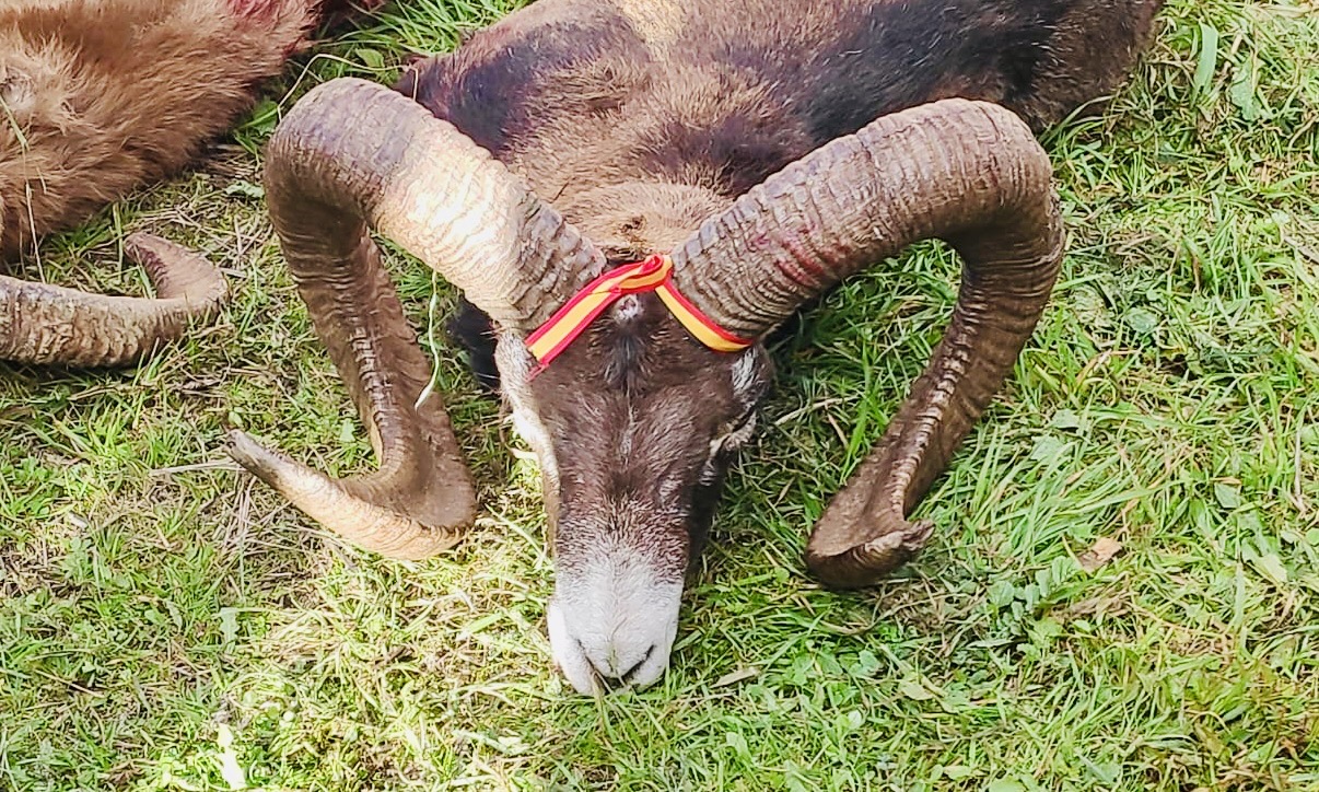 Chasse en Espagne - Trophée
