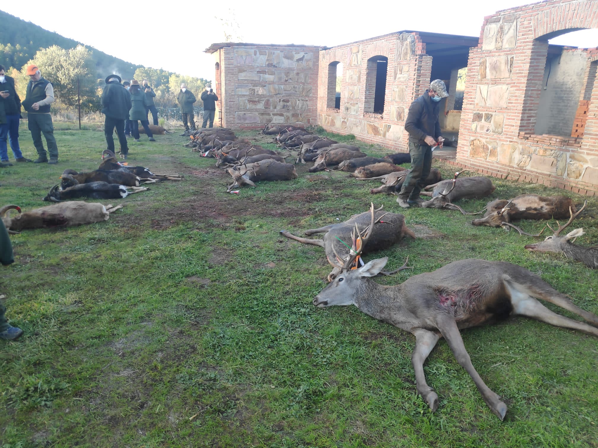 Chasse en Espagne - Monteria