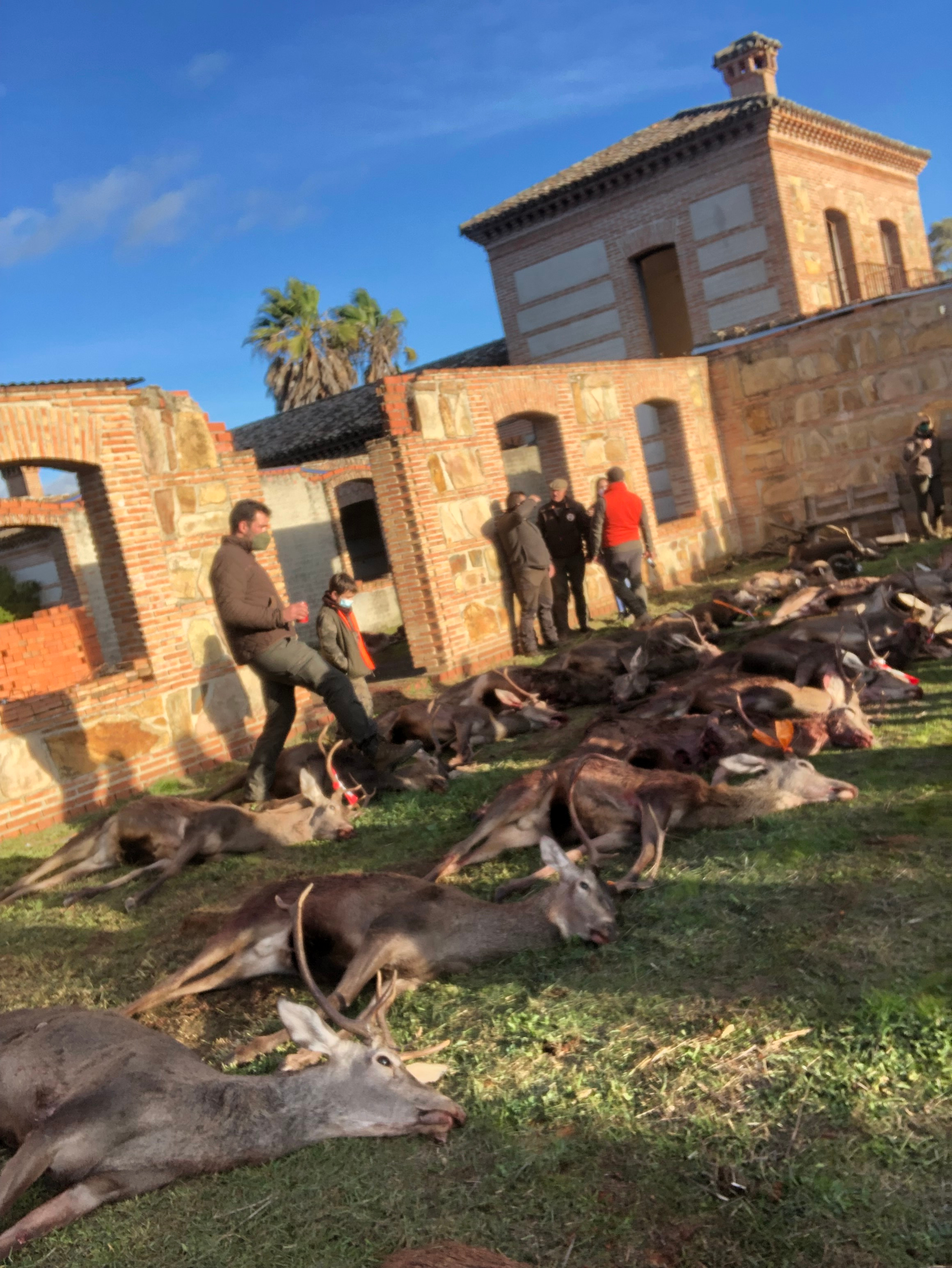 Chasse en Espagne - Montéria