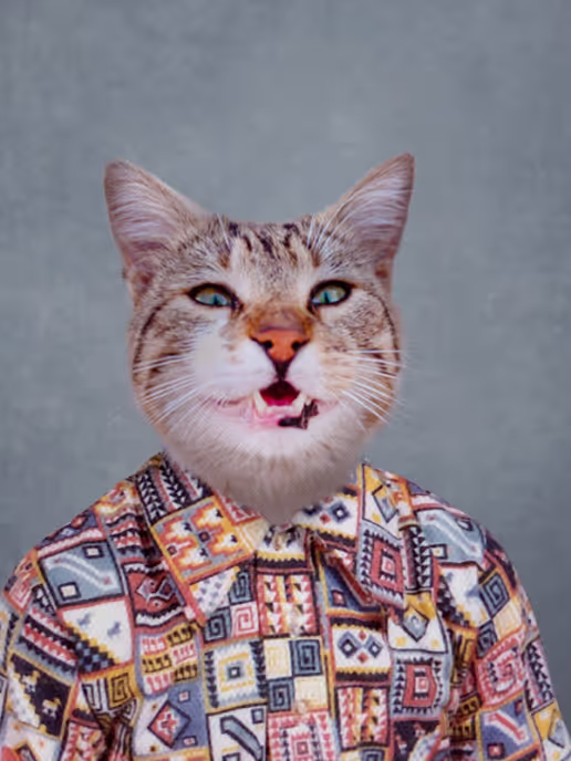 3rd grade cat