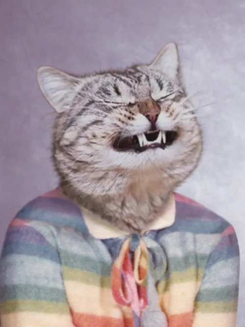 rainbow kitty