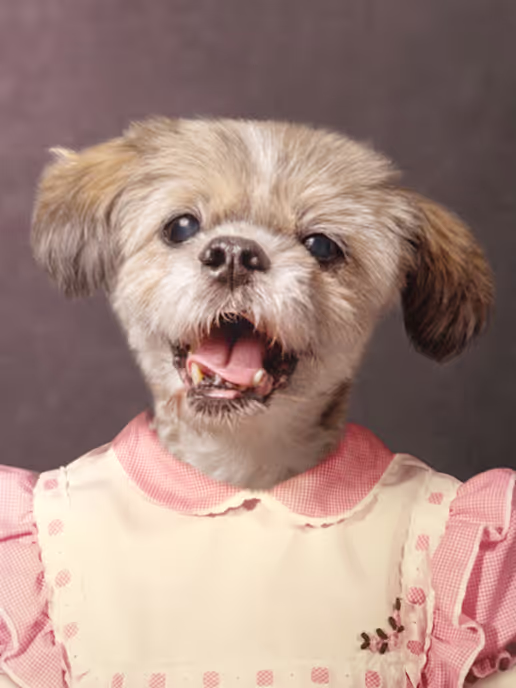 lhasa girl