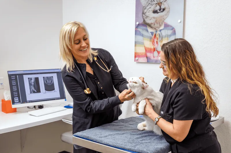 Dental care at Pearly Bites Veterinary