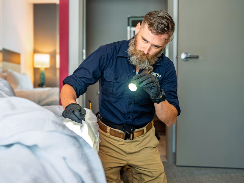 bed bug inspection