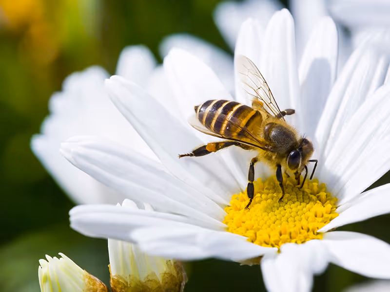 bee on flower
