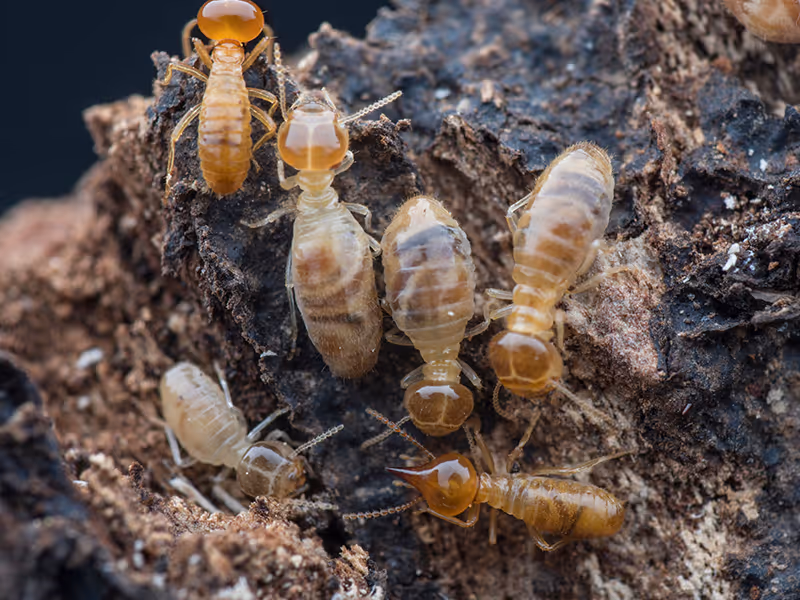 termites
