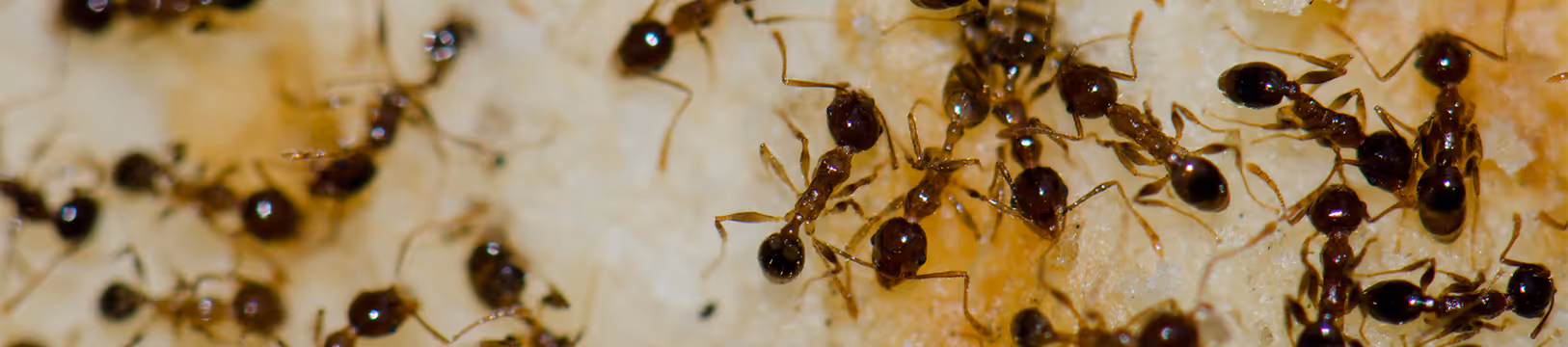 a group of argentine ants