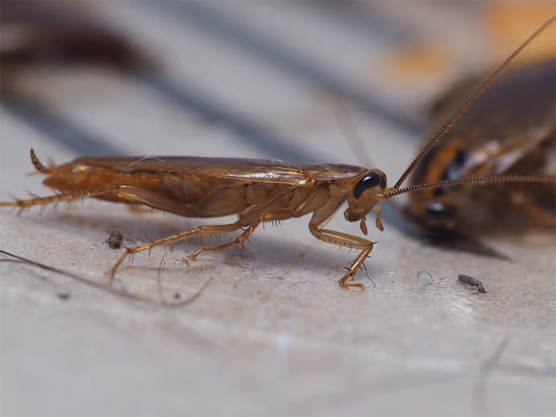 cockroach on countertop