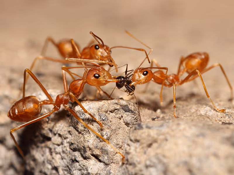 fire ants on a rock