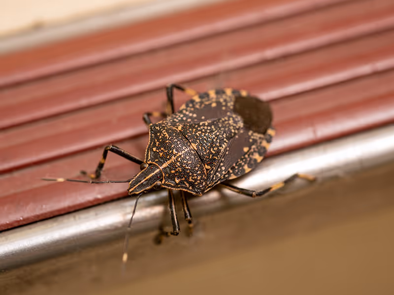 stink bug 