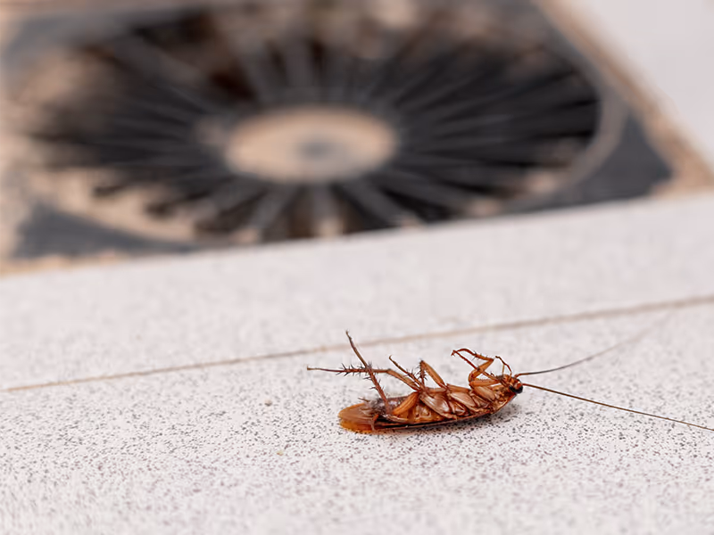 dead cockroach on counter