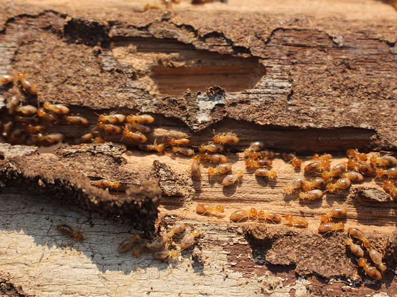 termites
