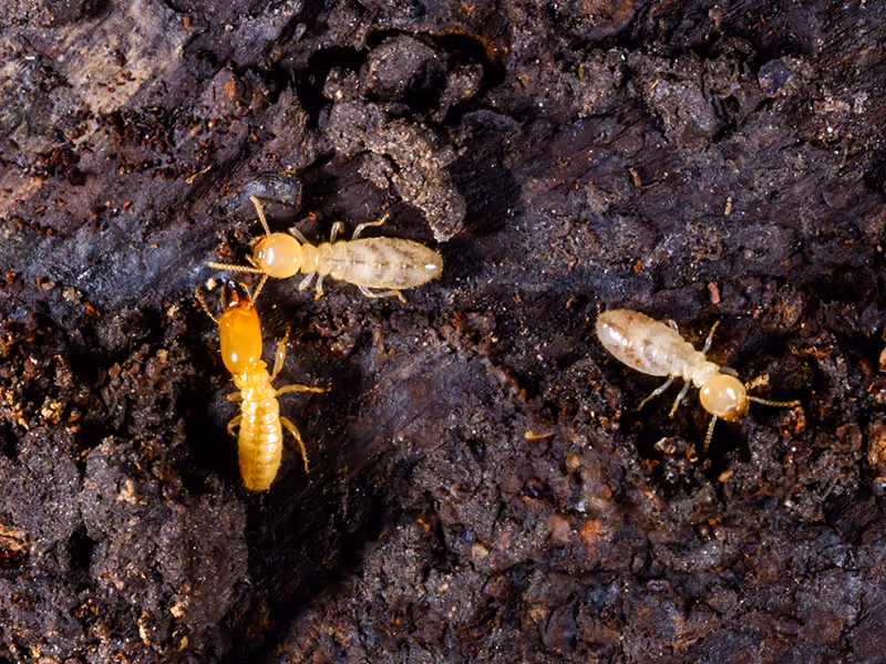 termites