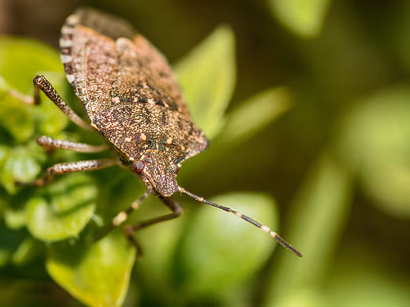 stink bug on leaf