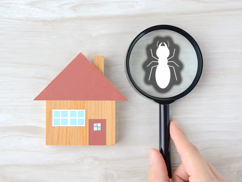 termite in magnifying glass