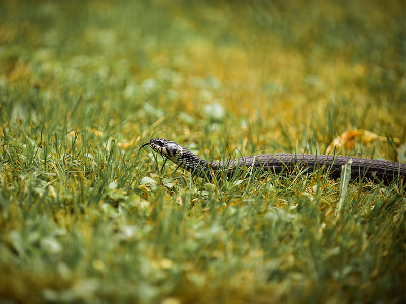 snake in grass