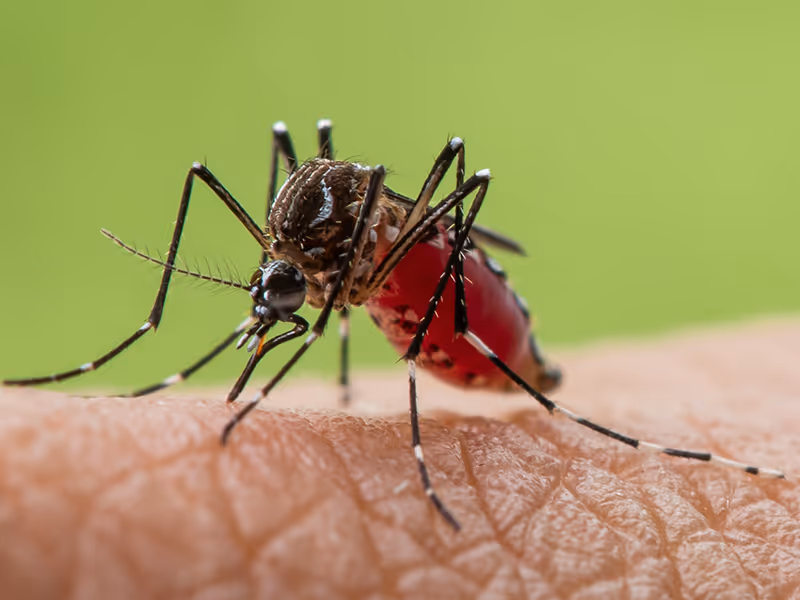 mosquito sitting on hand