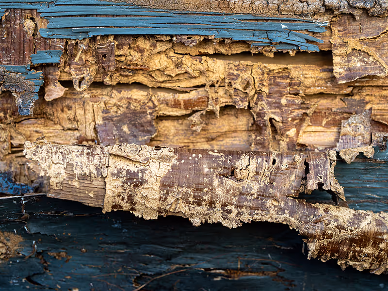 termite-attacked house