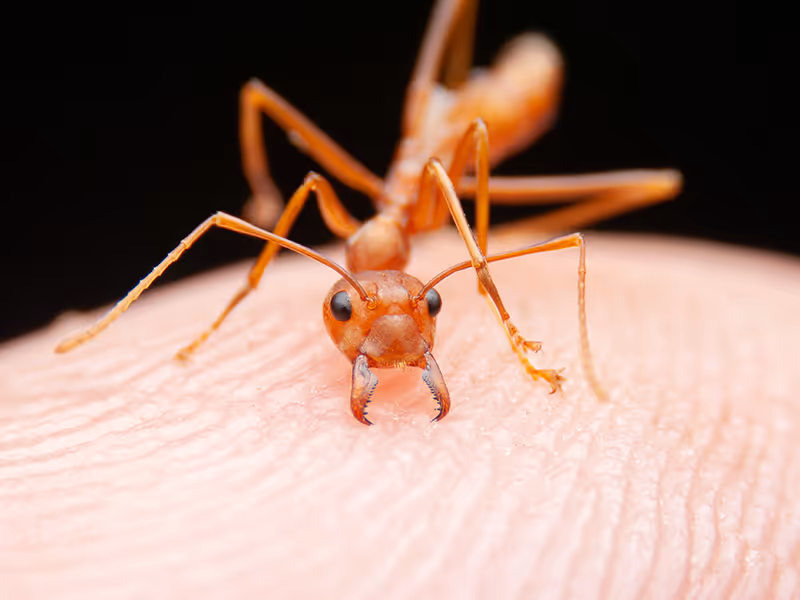 fire ant piercing skin