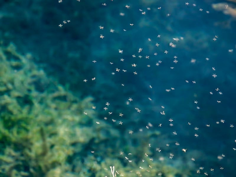 mosquitoes on water