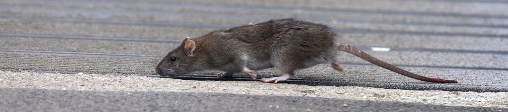 norway rat on concrete